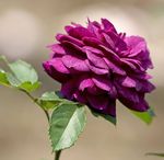月季花