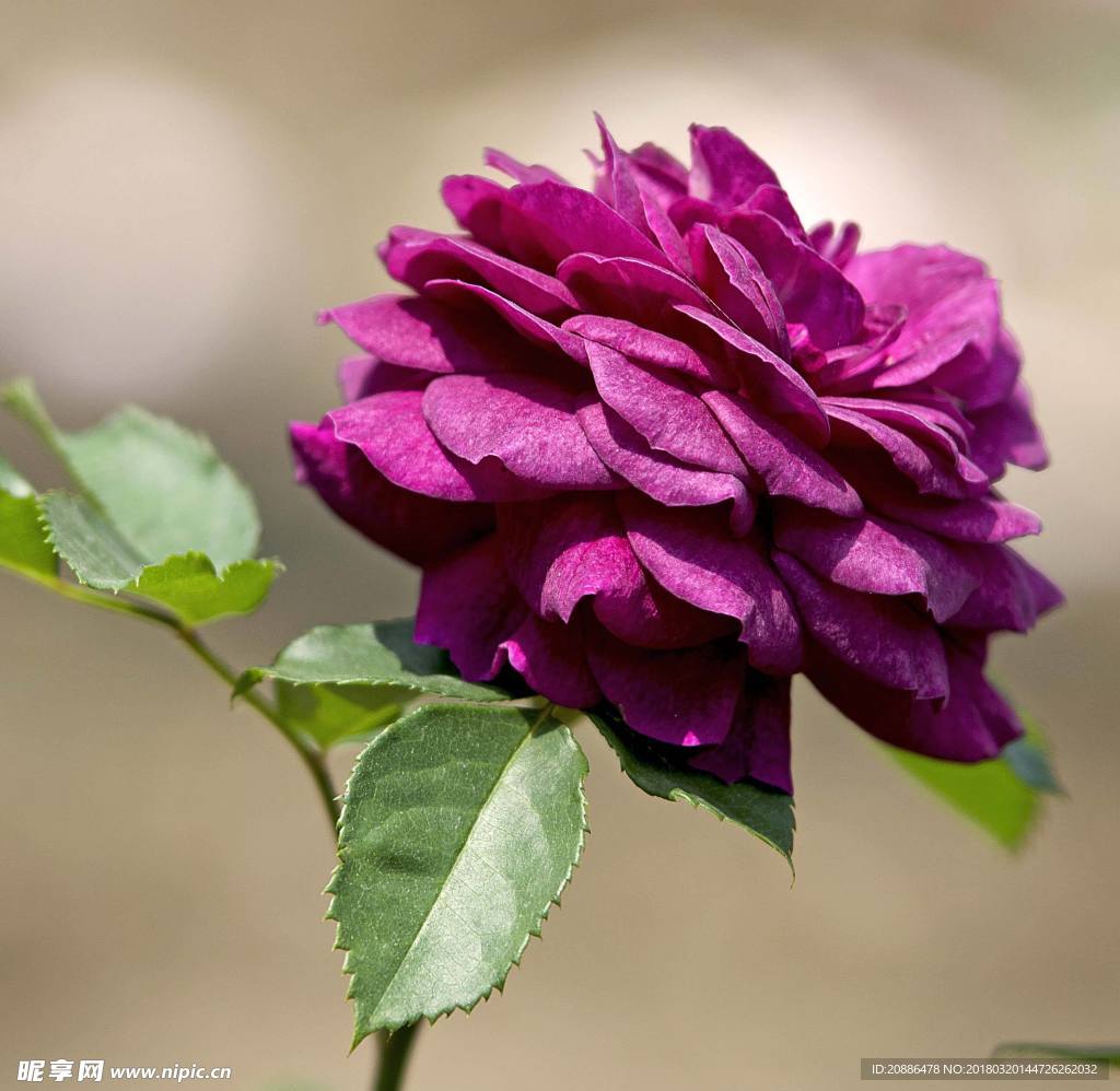 月季花