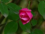 月季花