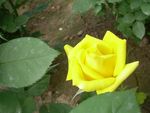 月季花