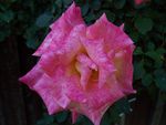 月季花
