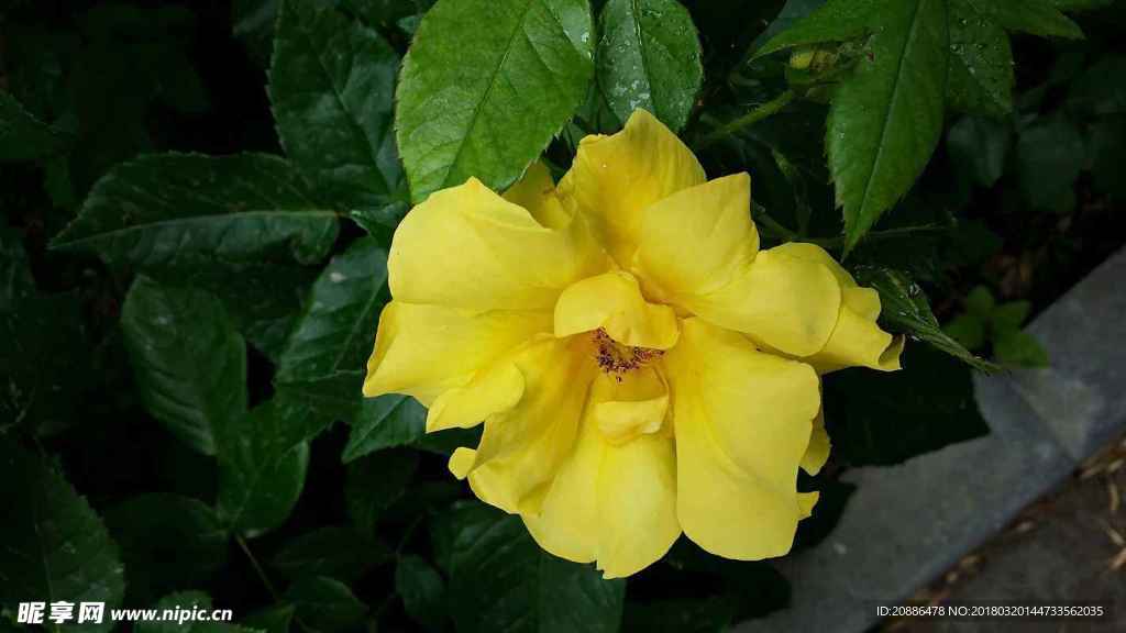 月季花