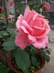 月季花