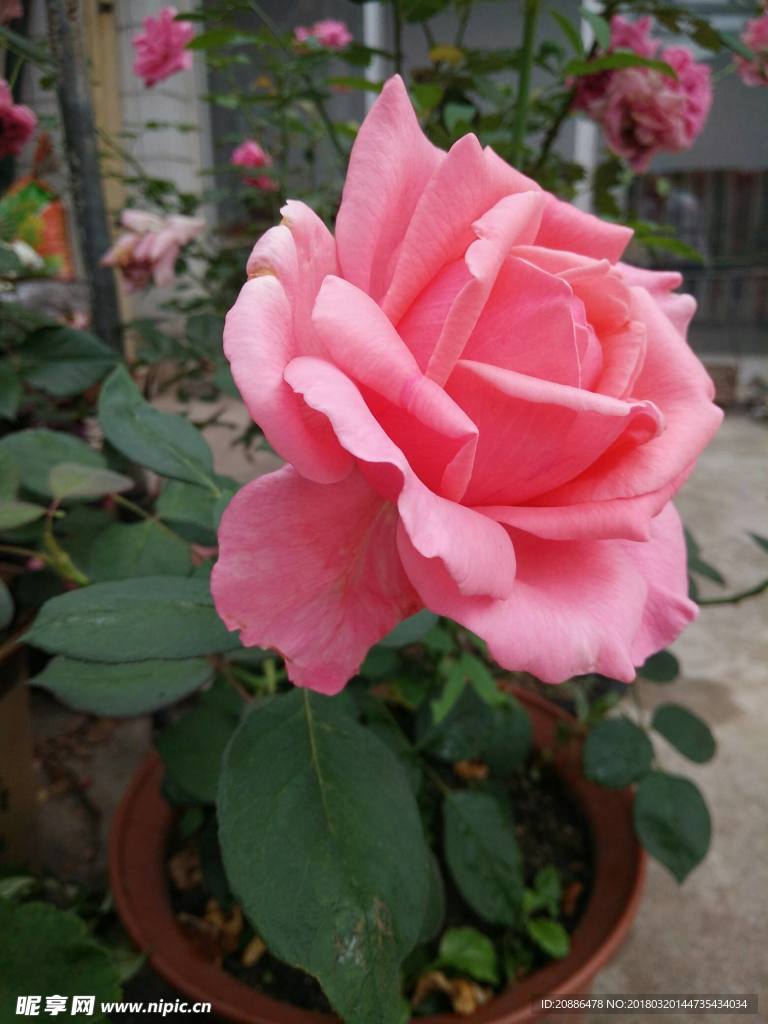 月季花