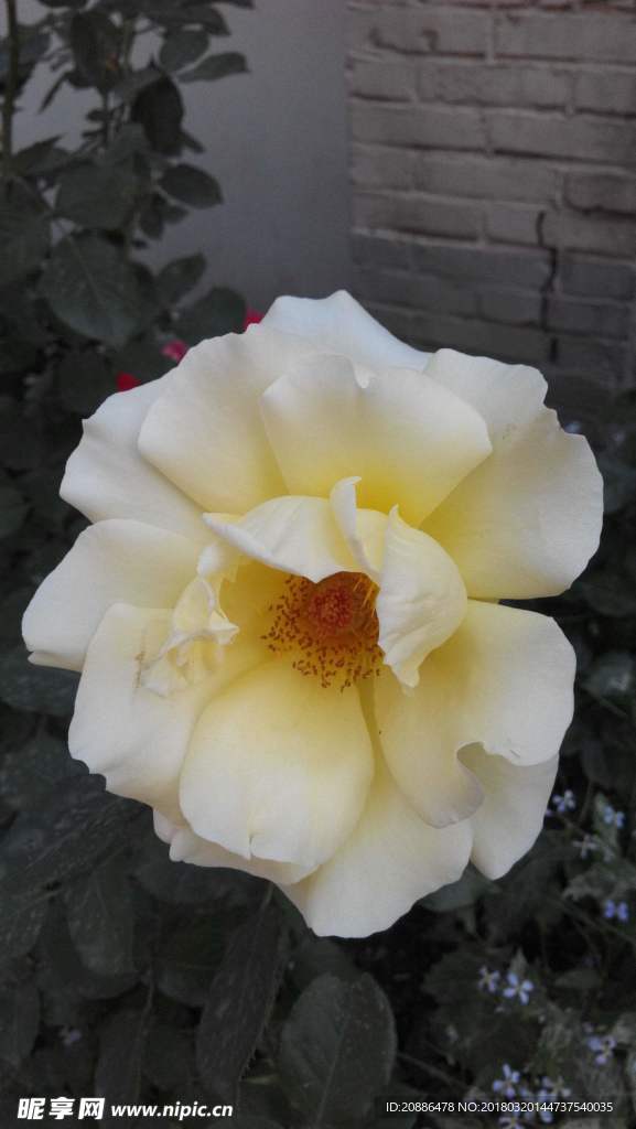 月季花