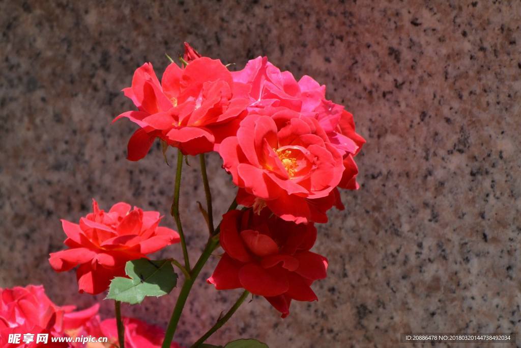 月季花