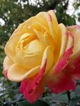 月季花