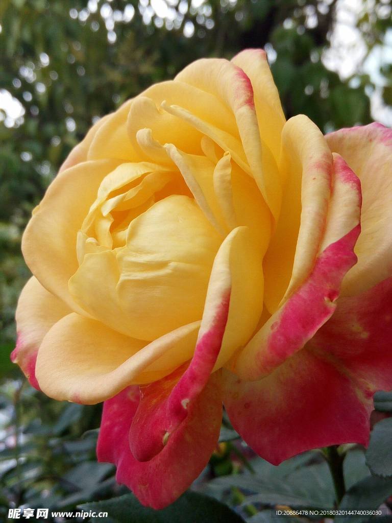 月季花