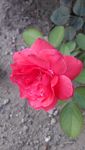 月季花