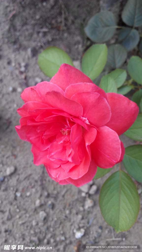 月季花