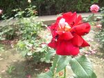 月季花
