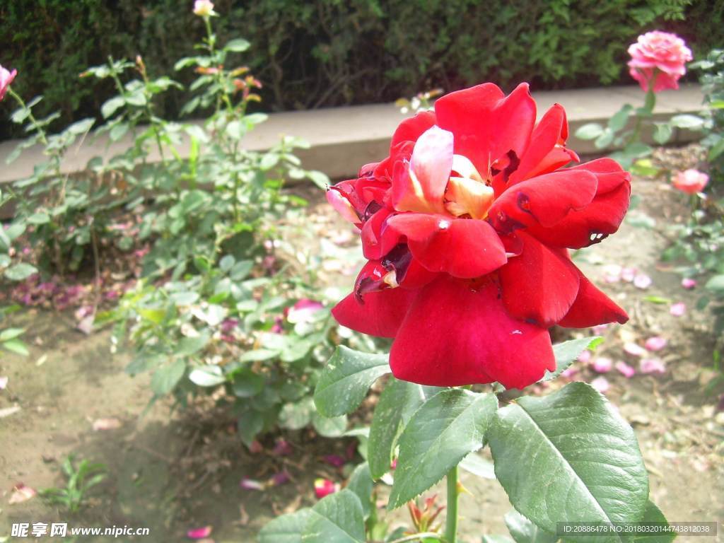 月季花