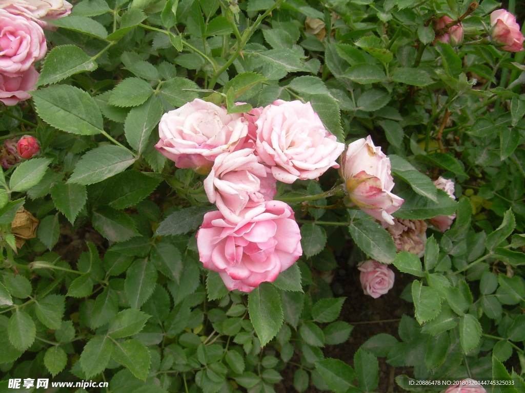 月季花