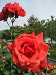 月季花