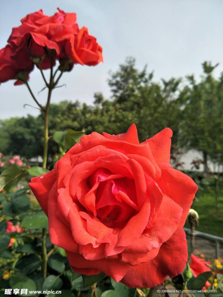 月季花