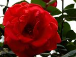 月季花