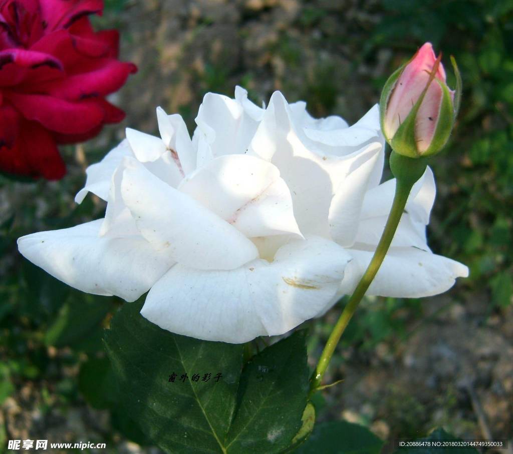 月季花