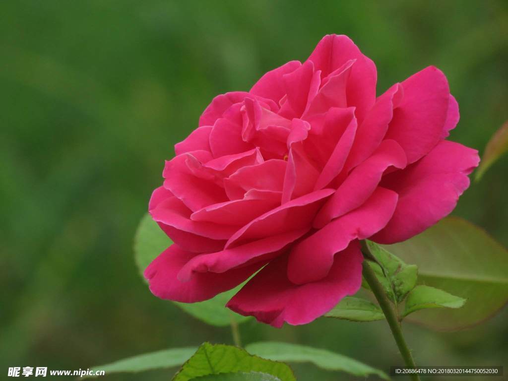 月季花