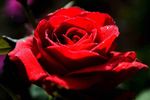 月季花