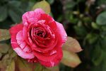 月季花