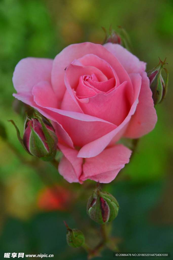 月季花