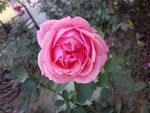 月季花