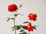 月季花