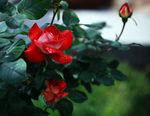 月季花