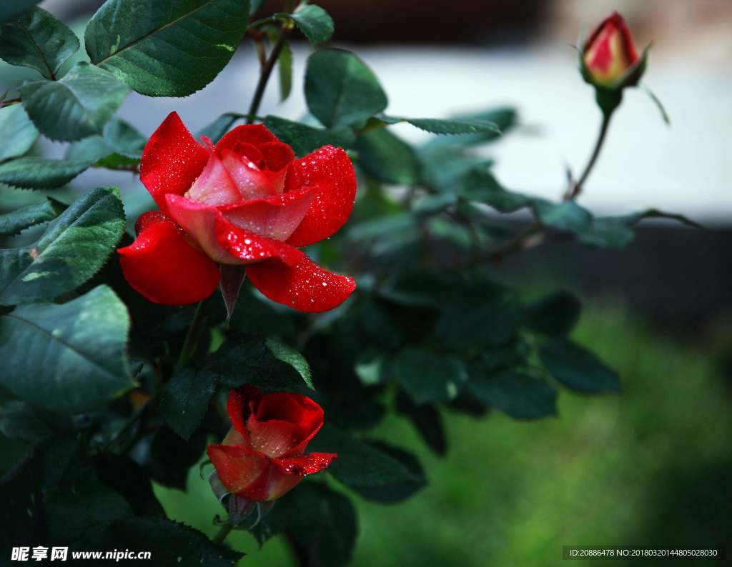 月季花