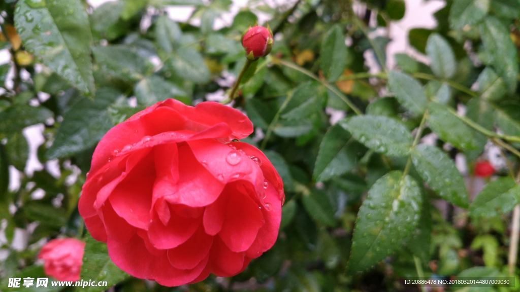 月季花