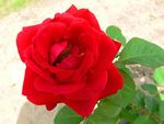 月季花