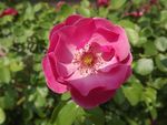 月季花