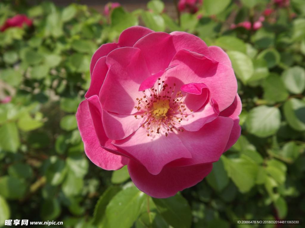 月季花
