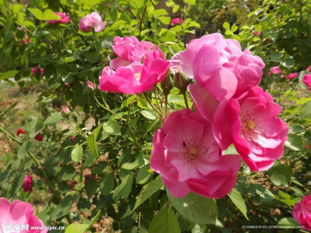 月季花