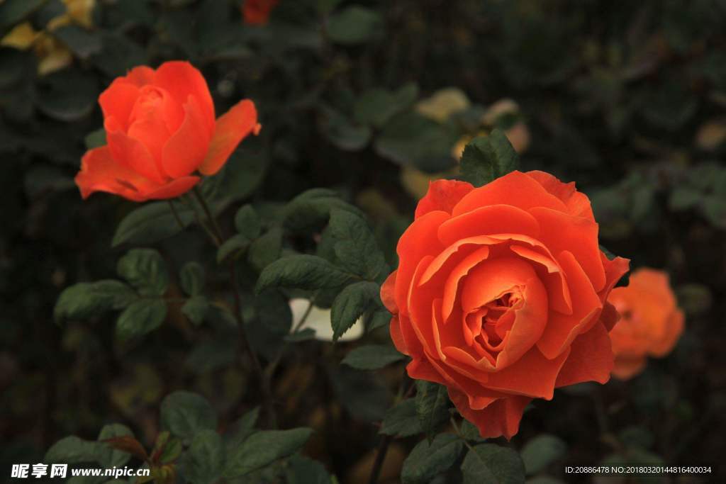 月季花