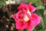月季花