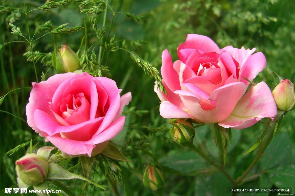月季花
