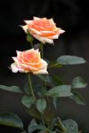 月季花