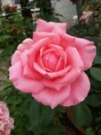 月季花
