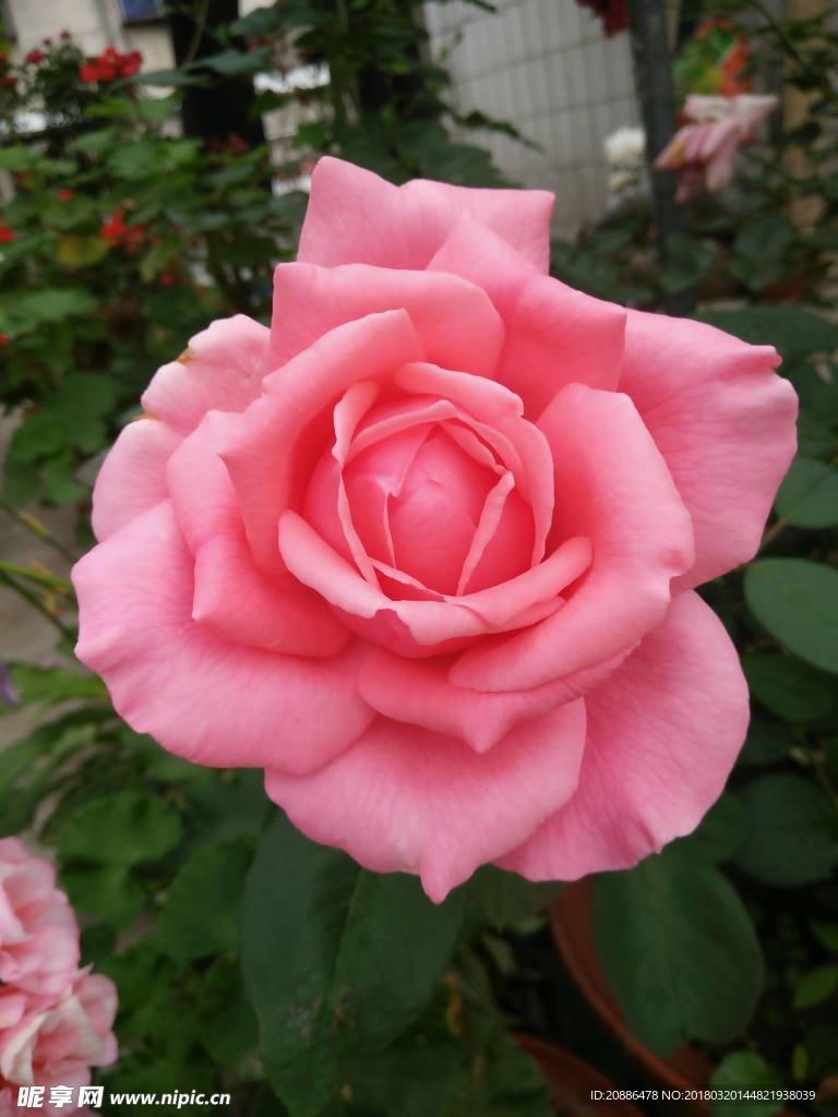月季花