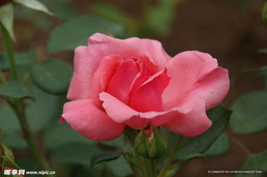 月季花