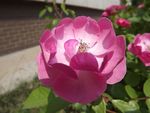 月季花