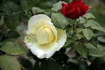 月季花