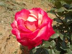 月季花