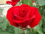 月季花
