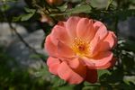 月季花