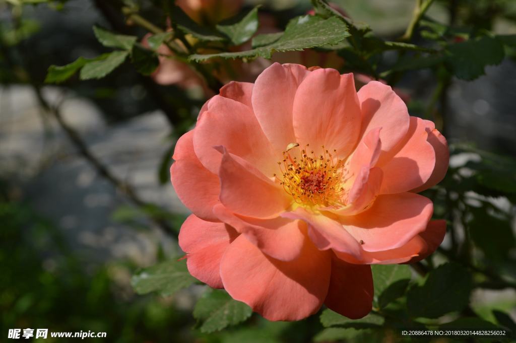 月季花