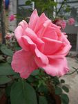 月季花