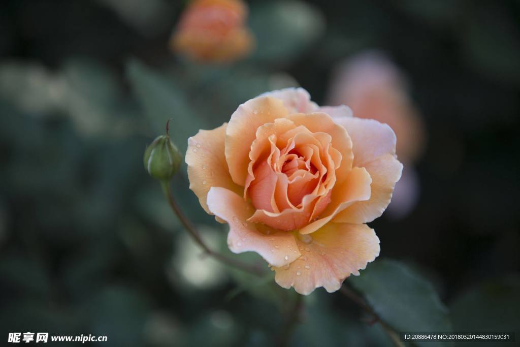 月季花