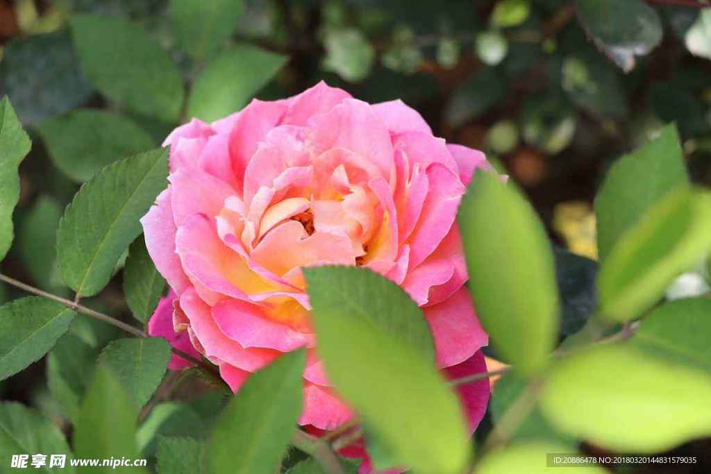 月季花